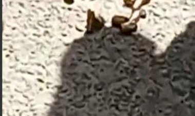 मोहाली में दिनदहाड़े गैंगवार सरेआम गोलियों से भूना गैंगस्टर