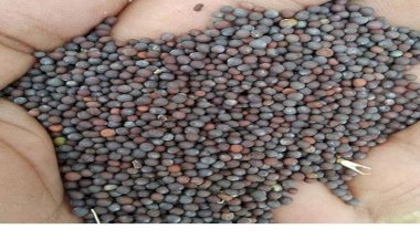 हरियाणा में सरसों खरीद 26 से, गेहूं खरीद होगी पहली अप्रैल से शुरू