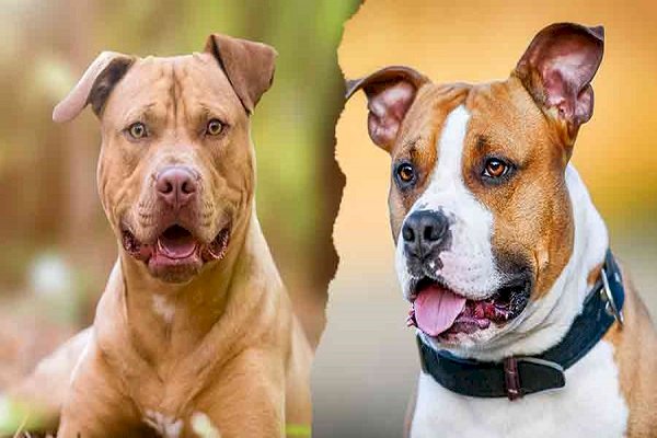 चंडीगढ़ में 7 खतरनाक प्रजाति के कुत्तों पर बैन: नियम तोड़ने पर होगा भारी जुर्माना