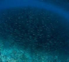 केंद्र ने लांच किया देश का पहला जैविक मछली क्लस्टर