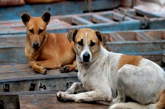 CJI B.R. गवई कुत्तों पर नियंत्रण के मुद्दे पर करेंगे पुनर्विचार