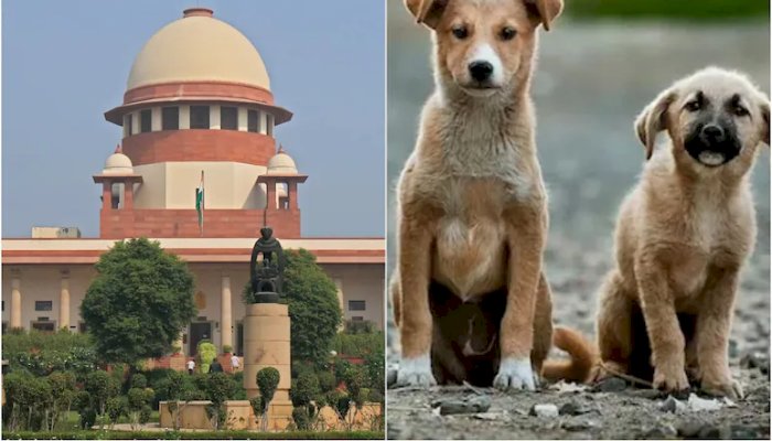 आवारा कुत्तों पर सुप्रीम कोर्ट सख्त: मुख्य सचिवों को 3 नवंबर को फिजिकली पेश होना ही होगा, कहा—“वे अदालती आदेश पर सो रहे हैं”