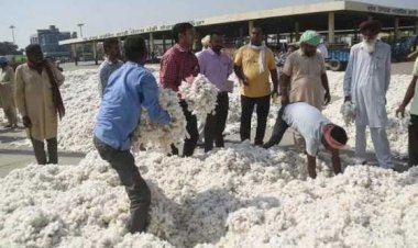 मान सरकार ने किसानों को दी बड़ी राहत! एक्टिव पहल से कॉटन के दाम ₹5,700 से बढ़कर ₹7,500+ हुए