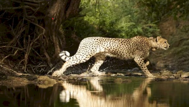 इंटरनेशनल चीता डे पर पीएम मोदी ने वाइल्डलाइफ के शौकीनों को दिया भारत आने का न्योता