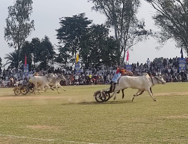 किला रायपुर ग्रामीण ओलंपिक 2026 के दूसरे दिन बैलगाड़ी दौड़ से गूंज उठा मैदान