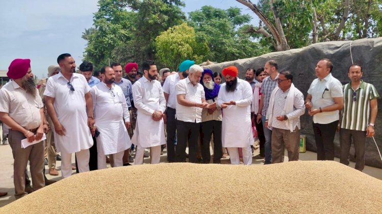 पंजाब की मंडियों में 28 लाख मीट्रिक टन गेहूं की आमद, 24 लाख मीट्रिक टन से अधिक की खरीद : लाल चंद कटारूचक्क